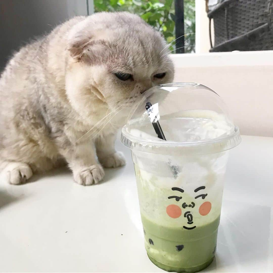 Haruさんのインスタグラム写真 - (HaruInstagram)「This is NOT bubble tea. DENIED! #haruthecat #ขอชาไข่มุกได้มั้ย #ขอร้อง #bubbletea」9月15日 19時58分 - haru_thecat