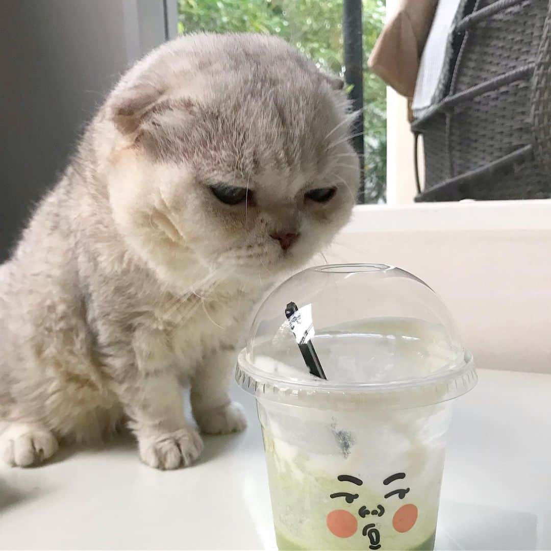 Haruのインスタグラム：「This is NOT bubble tea. DENIED! #haruthecat #ขอชาไข่มุกได้มั้ย #ขอร้อง #bubbletea」