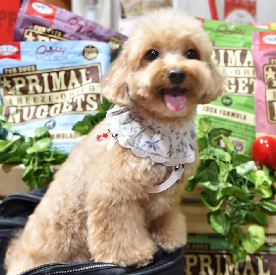 のインスタグラム：「📆(15Sep19)😁Happy Sunday every👣🐾day👀 I am overwhelmed with JOY when I am in my food paradise💓😋💘 #primalpetfoods They have so many choices to choose from, 🐔🐷🐂🐄🐏🐓🦃🐠🐟 that you can have a different experience at every meal! #trufflenb2k #b2kpet #freezedriedisthebest」