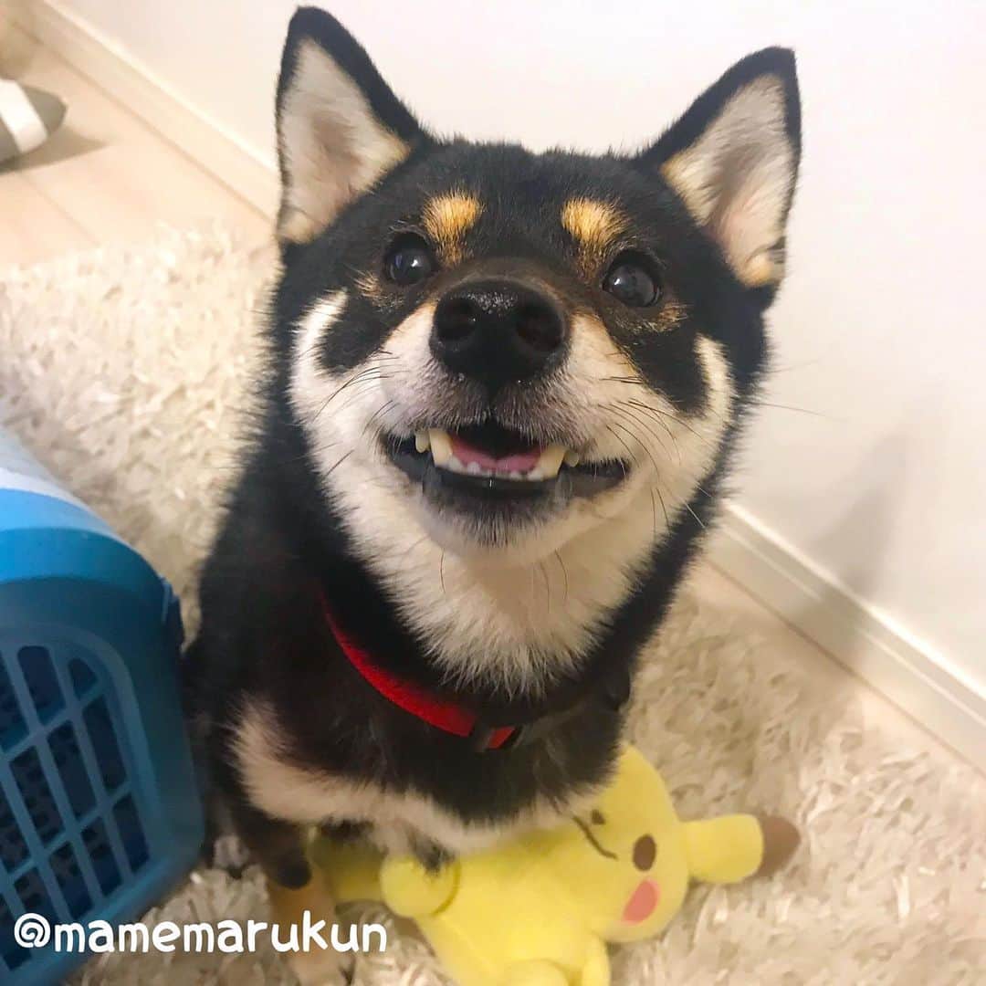 まめ丸のインスタグラム：「* * 『れんきゅう』はじいじとばあばのおうちにいるんだー🐶💓 いい子でまってたら、 おみやげもらえるかな…❓❓ * #キライなおさんぽも毎日2回がんばってるよ🐶❣️ #まめ丸とピカチュウ #ふんでる * #柴犬#豆柴#柴#黒柴#黒豆柴#犬#日本犬#shiba#shibainu#shibastagram#shibadog#puppy#instadog#dogstagram#dog#instashiba#petstagram#pet#cute#cutedog#강아지#멍스타그램#weeklyfluff#dailyfluff#pikachu#ピカチュウ#ポケモン」