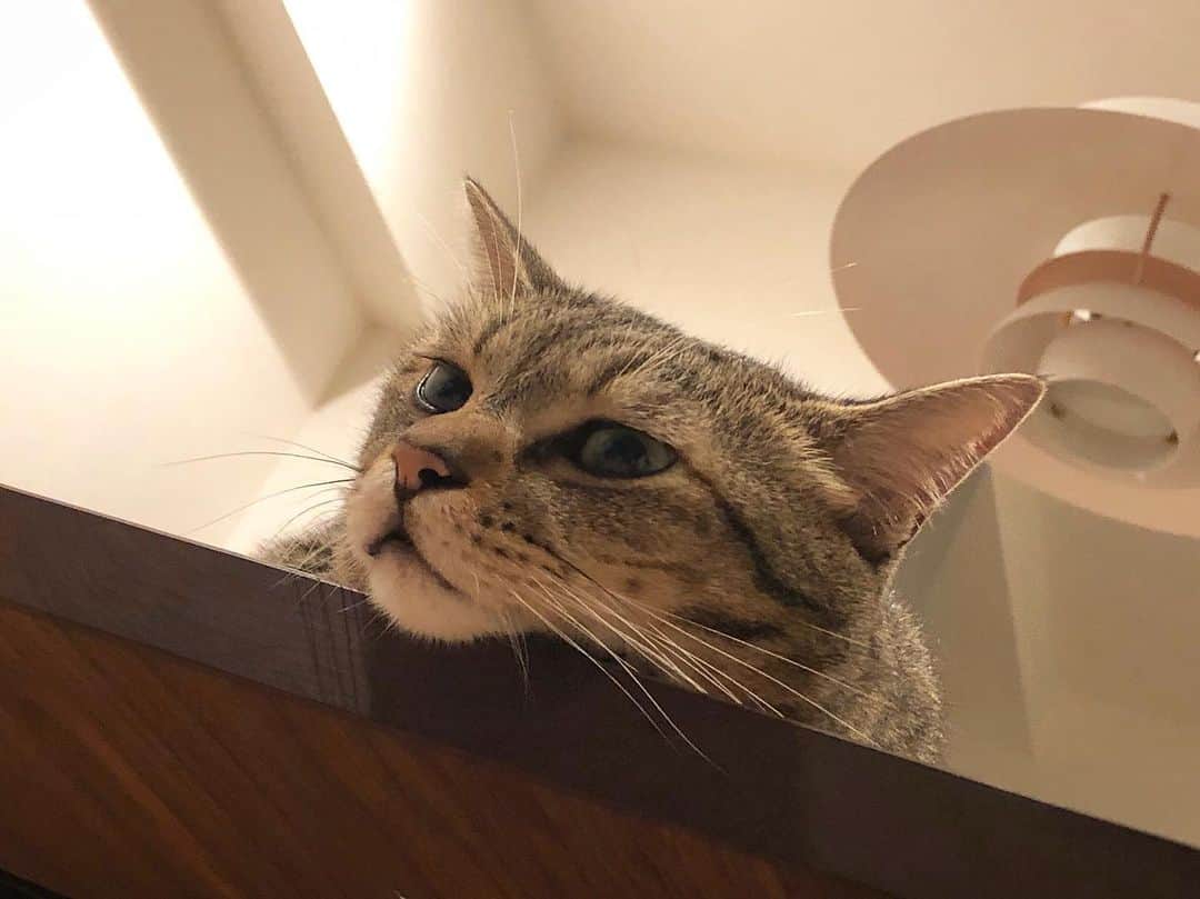 のインスタグラム：「ただいま。おかえり。 . . . #ちゃんた944日目 #猫 #ねこ #cat #cats #love #chat #ilovecat #instacat #catlover #cute #catoftheday #tigre #mignon #cats_of_instagram  #catsofinstagram #catstagram #browntabby #愛猫 #保護猫 #被災猫 #キジ猫 #キジトラ」