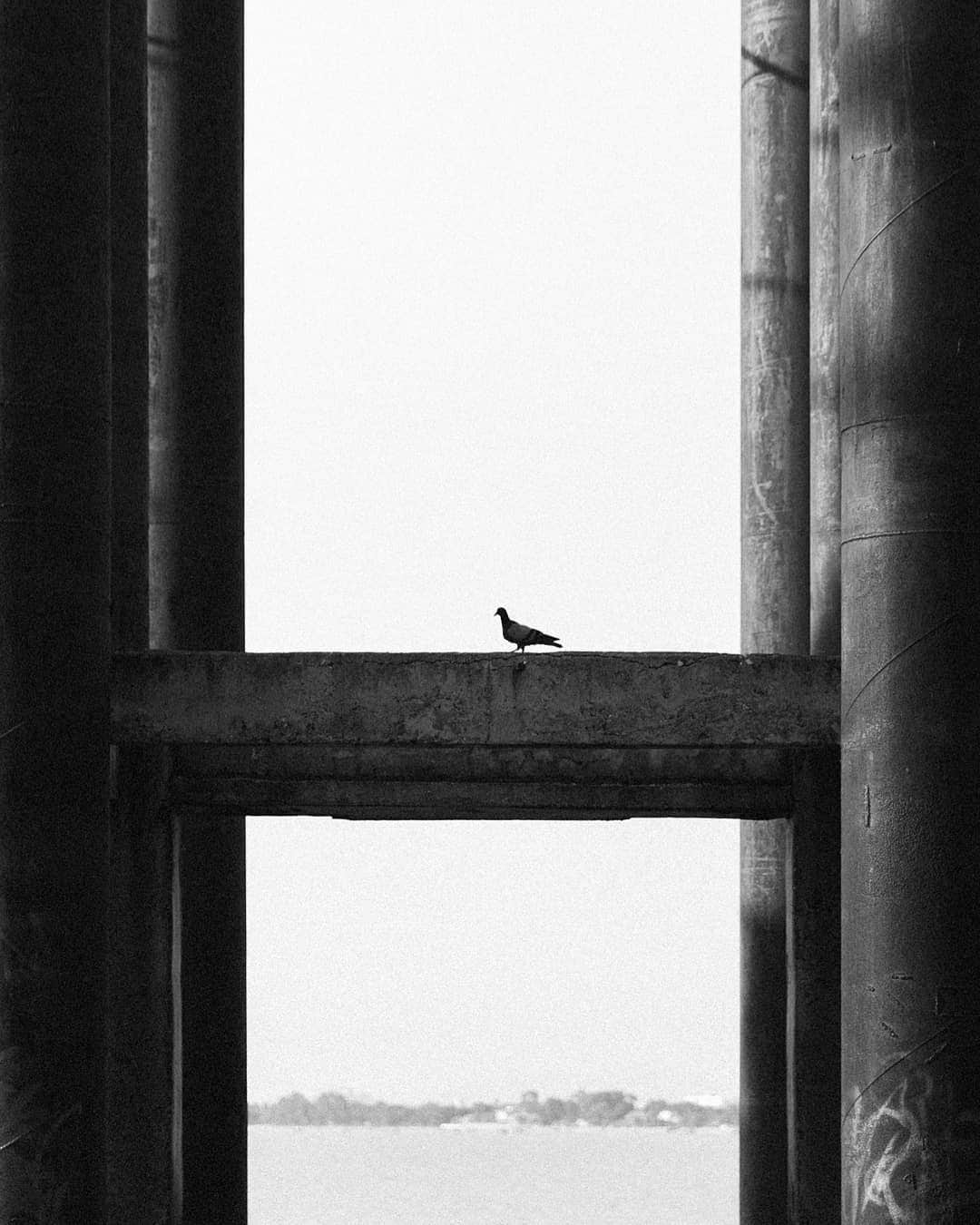 woody_chaiのインスタグラム：「Suddenly the bird become silent.」