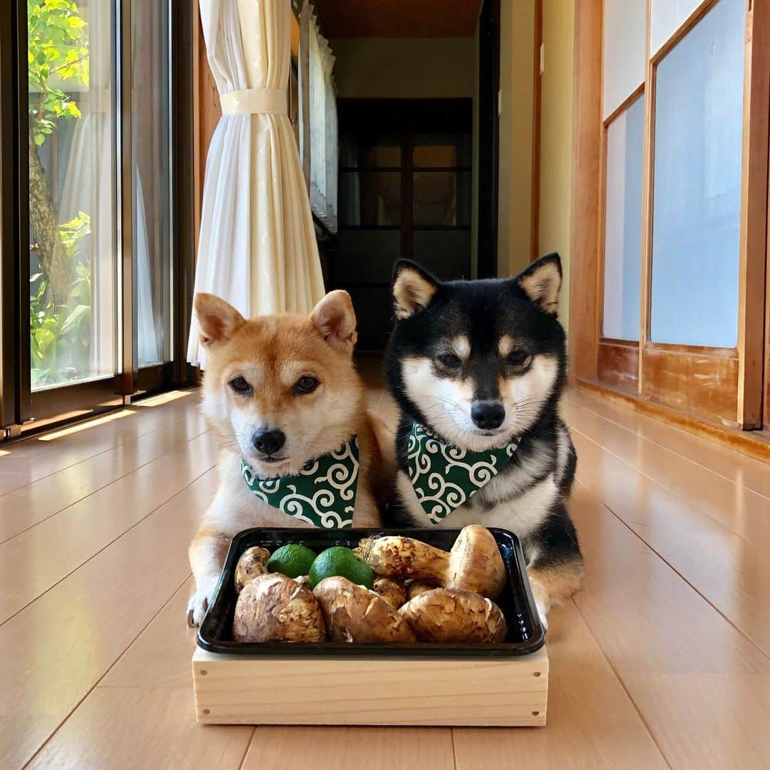 豆柴なつ&ふゆさんのインスタグラム写真 - (豆柴なつ&ふゆInstagram)「Matsutake is autumn foods🍄😆❤️❤️ 松茸いただきました🍄😆❤️❤️ #松茸 #秋の味覚 #もらいもの #autumn  #dogsofinstagram  #柴犬#shiba #shibainu #shibastagram #shibamania #秋#豆柴#癒し #仲良し #pecoいぬ部#doglove #dogstagram #dogoftheday #かわいい#instashiba #🐕📷 #ふわもこ部#love#犬#シバフル#instacute #柴#proudshibas #cutepets」9月15日 21時06分 - mameshiba.natsuinu56