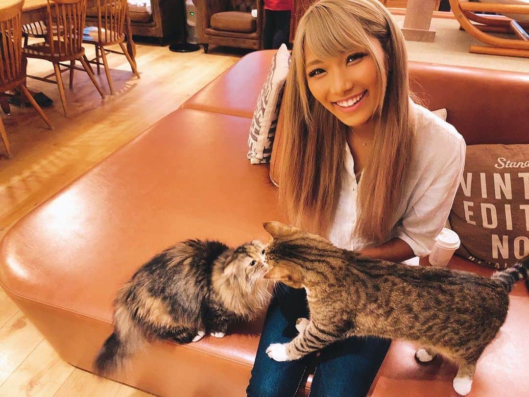 高橋由真さんのインスタグラム写真 - (高橋由真Instagram)「にゃんこが好き。 ぬこが好き。 猫カフェは天国。 . 🐈💕 . . . #猫 #猫になりたい #猫飼いたい #猫好き #🐈」9月15日 21時13分 - yumachi1021