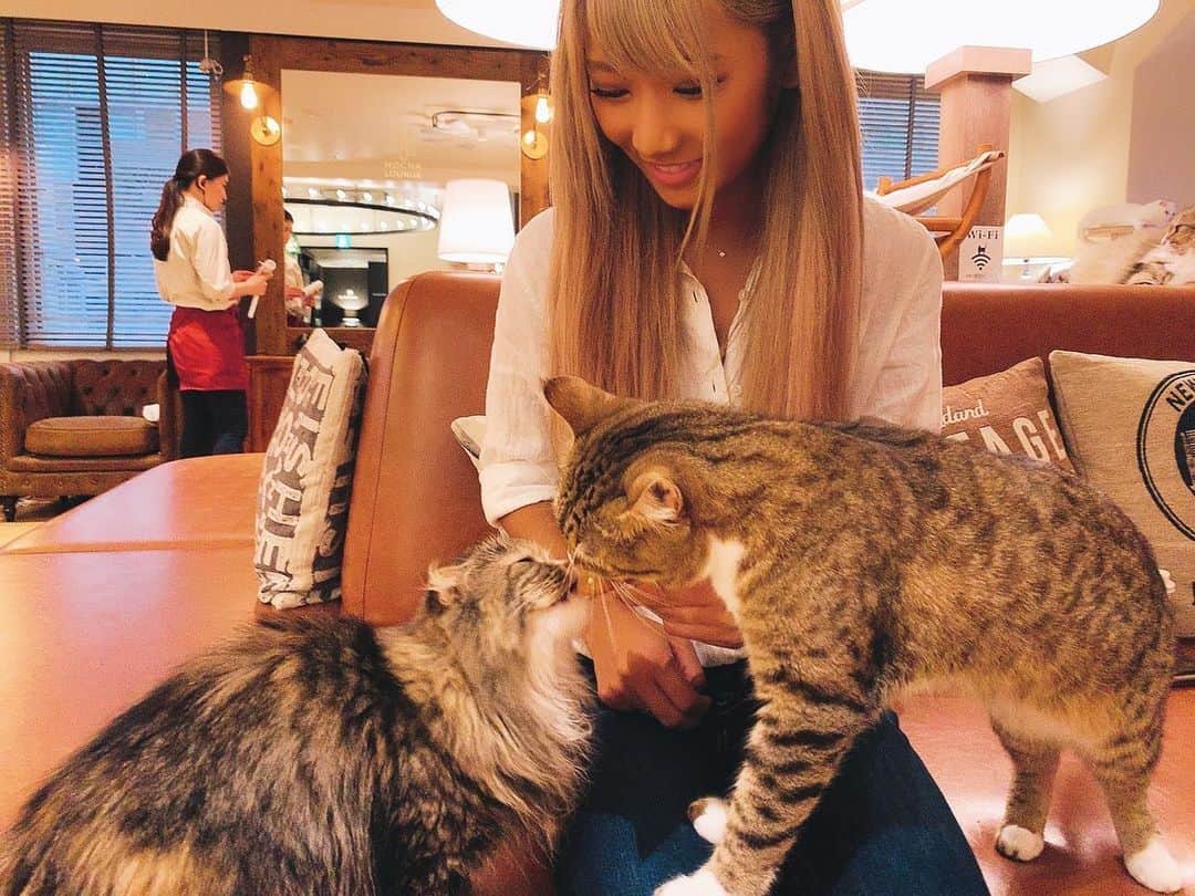 高橋由真さんのインスタグラム写真 - (高橋由真Instagram)「にゃんこが好き。 ぬこが好き。 猫カフェは天国。 . 🐈💕 . . . #猫 #猫になりたい #猫飼いたい #猫好き #🐈」9月15日 21時13分 - yumachi1021