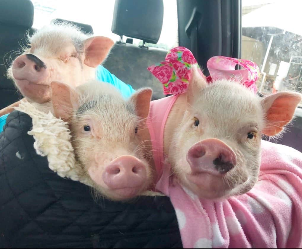 のインスタグラム：「Pop and I are taking the kids to Sunday brunch. Happy Snout Sunday everyone!🐽🐽🐽#thethreelittlepigs #pigsinablanket #sundaybrunch #PiggyPenn #PoseyandPink #PrissyandPop」