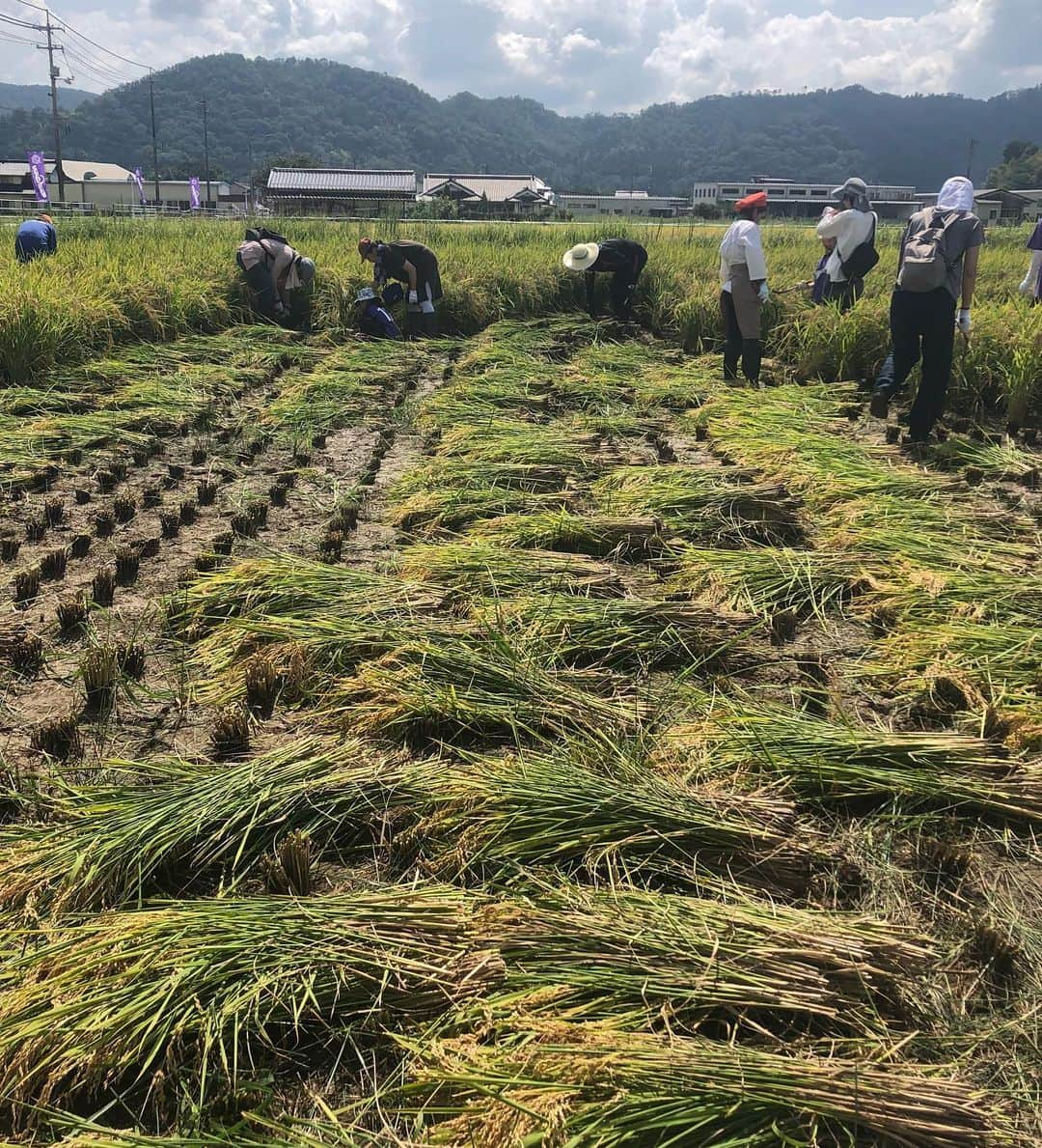 森崎浩司さんのインスタグラム写真 - (森崎浩司Instagram)「全農広島・フレスタ プレゼンツ サンフレ応援米収穫体験に今年も参加させていただきました💪😊日差しが強く気温が高い中、参加された皆さんと一緒にカマで稲刈り作業をしましたが、皆さん楽しそうに稲刈りをしていたのが印象的でした✨ 僕も楽しんで稲刈りをさせていただきましたし、作業が終わった後のカレーライス🍛が格別に美味しかったです😋🙏 また皆さんと触れ合いながらイベントに参加したいなと改めて思った1日となりました😎😄 #フレスタ #全農広島 #稲刈りイベント #サンフレッチェ応援米」9月15日 21時43分 - koji.morisaki77