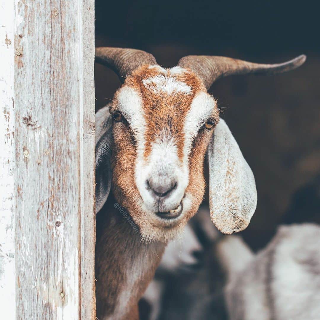 Holly Sissonのインスタグラム：「Remembering those funny goats! #odessa #ontario #goats #withaeroplan with @monicasisson ~ Canon 1D X + 100mm f2.8L Macro IS @ f2.8 (See my bio for full camera equipment information plus info on how I process my images. 😊)」