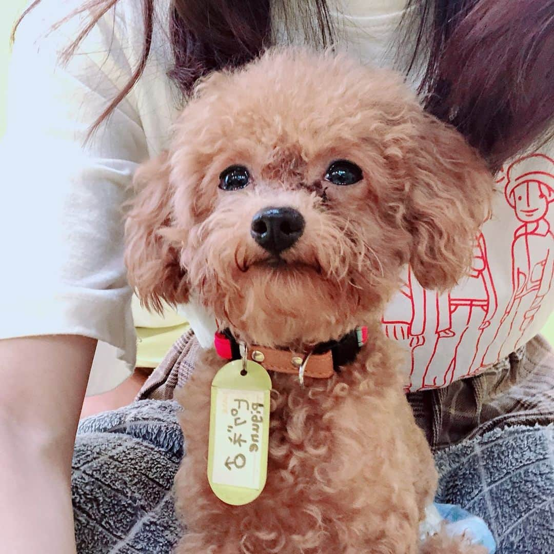 松川星さんのインスタグラム写真 - (松川星Instagram)「ティーカッププードルカフェ行ってきたよ🐶 膝にちょこんって乗ってきて可愛すぎたよ🐶2人に久しぶりに会えたよ🐶」9月15日 22時56分 - akarin__rin