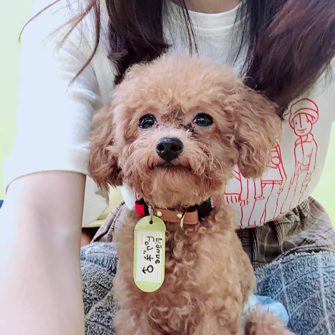 のインスタグラム：「ティーカッププードルカフェ行ってきたよ🐶 膝にちょこんって乗ってきて可愛すぎたよ🐶2人に久しぶりに会えたよ🐶」