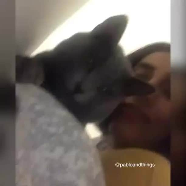 Aww Clubのインスタグラム