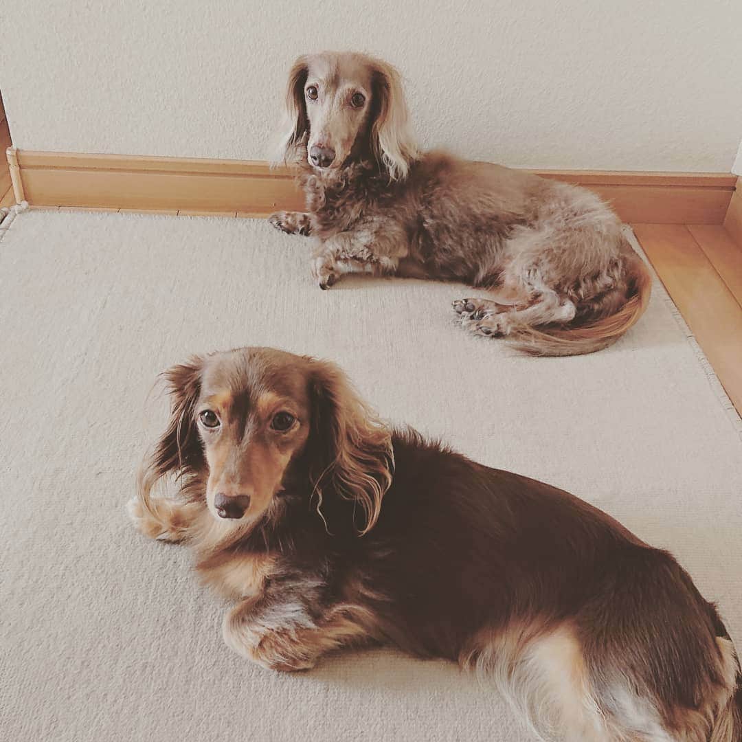 くるみんのインスタグラム：「* 今日は雨が強いです これから病院だよー 例のしこりのようなものの再診です  #ミニチュアダックスフンド #ミニチュアダックスフント #ミニチュアダックス #イザベラタン #イザベラ #カニンヘンダックスフント #カニンヘン #カニンヘンダックス #カニンヘンダックスフンド #チョコタンダックス #チョコタン #ダックス多頭飼い #ダックスフント #ダックスフンドカニンヘン #ダックスフンド #ダックス #わんこなしでは生きていけません会 #いぬばか部 #いぬすたぐらむ #短足部 #動物病院 #dachshundgram #dachshund #dachs #dogstagram #inustagram #instagramdog #instadachs #kyounodachs #todayswanko」