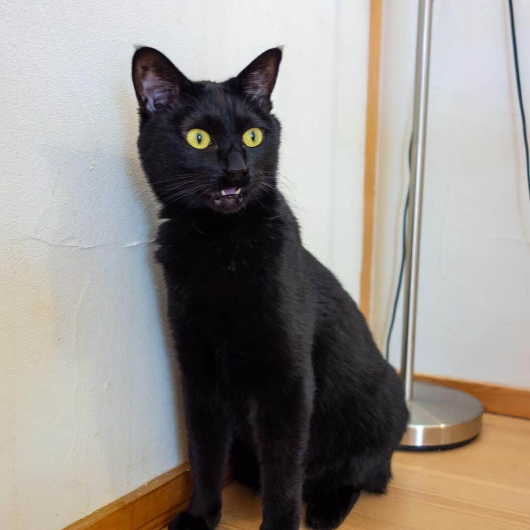 マアルさんのインスタグラム写真 - (マアルInstagram)「ルナさん #🐈 #猫好きさんと繋がりたい #北海道 #旭川市 #黒猫 #猫ホテル」9月16日 9時01分 - psmaaru