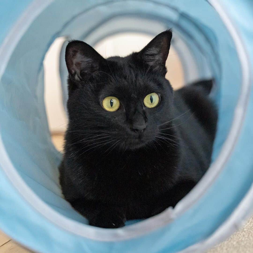 マアルのインスタグラム：「ルナさん #🐈 #猫好きさんと繋がりたい #北海道 #旭川市 #黒猫 #猫ホテル」