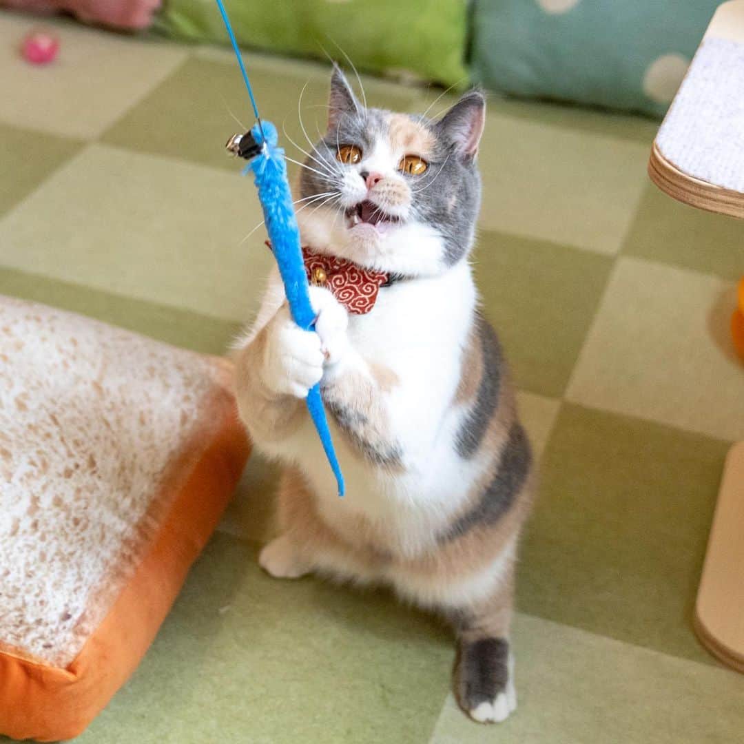 マアルのインスタグラム：「ピケさん #🐈 #猫好きさんと繋がりたい #北海道 #旭川市 #マンチカン #猫ホテル」