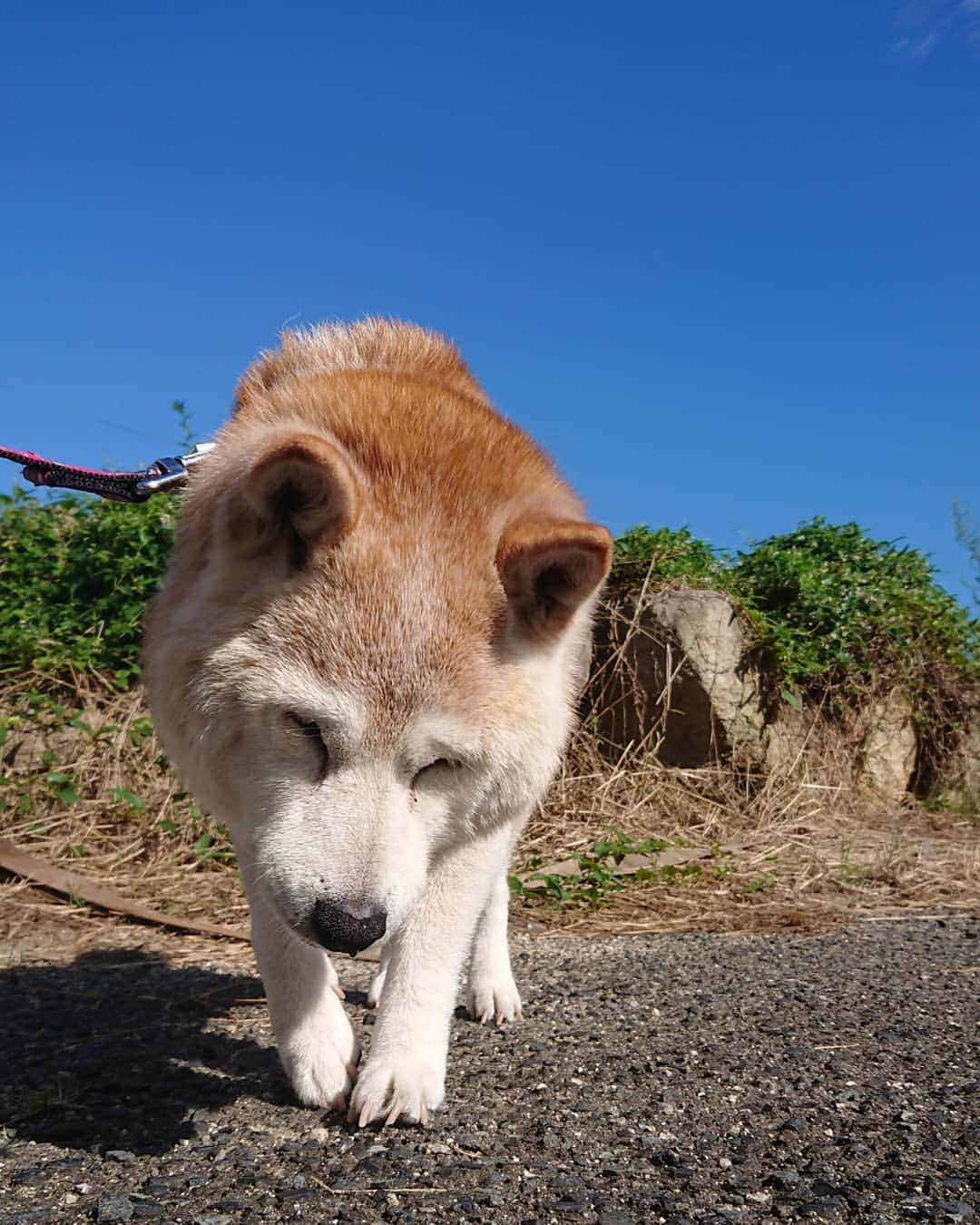 柴子さんのインスタグラム写真 - (柴子Instagram)「おはようございます。 今日は秋の空気。 涼しい朝です。 柴子(仮名)さん、起きてくださいよー。 #柴犬　#shibainu #shibastagram」9月16日 9時10分 - senogawadogs