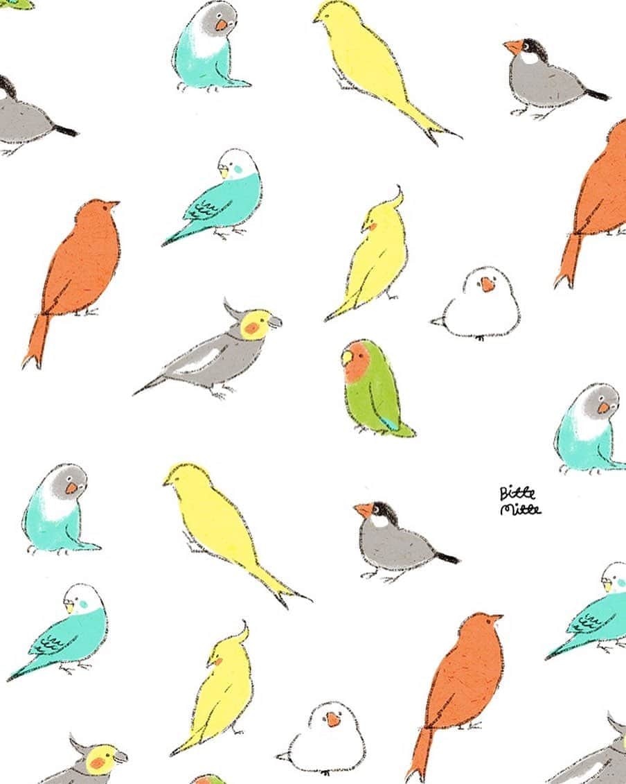 momoroさんのインスタグラム写真 - (momoroInstagram)「#インコ#鳥#文鳥#bird#buncho#parrots #オウム#illustration #momoro #イラスト#ももろ#コザクラインコ#オカメインコ」9月16日 9時38分 - momoro6666