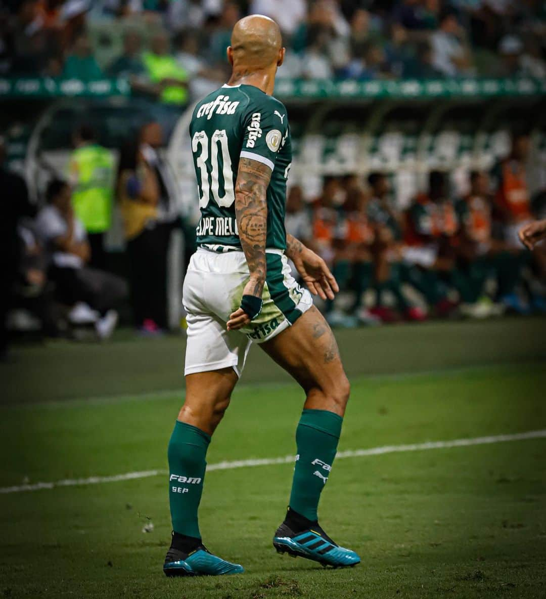 フェリペ・メロさんのインスタグラム写真 - (フェリペ・メロInstagram)「📸 @beto.miller 🐷🦁 #palmeiras」9月16日 0時57分 - felipemelo