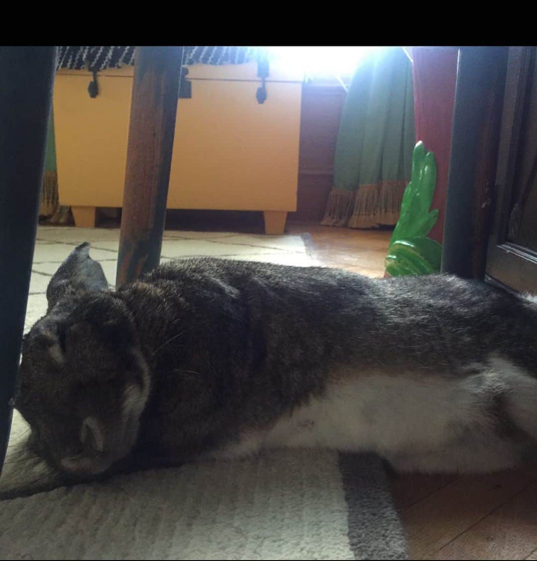 エイミー・セダリスさんのインスタグラム写真 - (エイミー・セダリスInstagram)「#Sundee Tina Bunny is exhausted!」9月16日 0時55分 - amysedaris