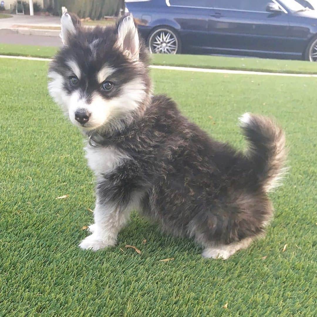 husky and malamuteのインスタグラム：「I was one adorable pup.💖💖😛😛 From @starkthemally ……………………………………………………………… #alaskan#malamute#alaskanmalamute#alaskanhusky#malamutesofinstagram#puppylife#puppylove#puppydog#puppylover#dogdays#malamutepuppy#huskies#huskeypuppy#huskeiesreq#siberian#huskeiesofig#dogslife#dogsofnyc#cutedog#cutedogs#huskeypics#huskeylovers#huskygram#huskeylove#huskiesofinstagram#dogsofnyc#husky#狗」