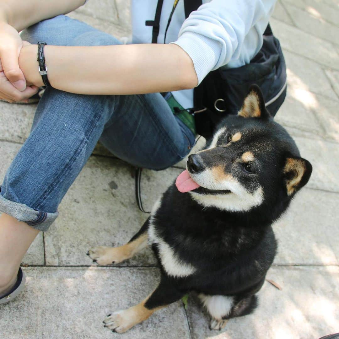 のインスタグラム：「🐾 まめに最後のお別れをしてきたよ 普通に眠ってるみたいに優しいお顔してた こたつとは毎回ファニーな闘いを繰り広げてたまめ せっかく近所になったからちゃんと白黒付けたかったね いくらなんでも急ぎ過ぎだよ？ またいつか…まめに会えるといいな！ R.I.P.  @mametheshiba」