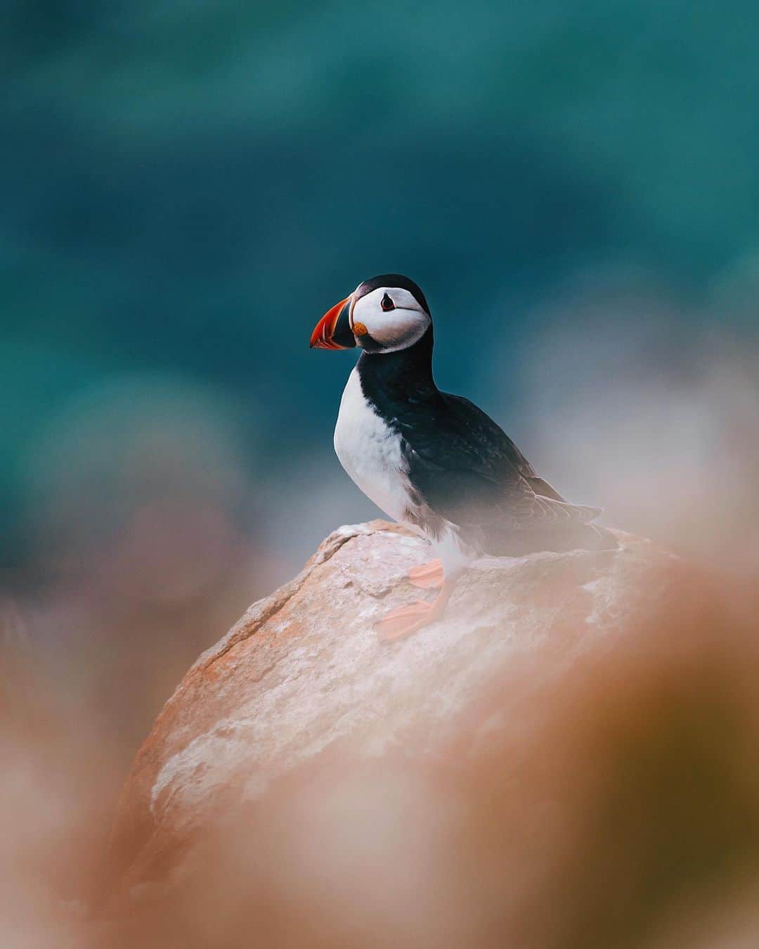 リリー＝ローズ・メロディのインスタグラム：「It seriously doesn’t get cuter than that. Don’t you think?! On a 1-10 scale I’d give puffins a 20 for their cuteness. I’m obsessed with them. Like Obsessed! They are so precious ( and so tiny! ). Their face is like a beautiful and colorful painting✨. I went to the Saltee Islands last year to photograph them ( if you want to see them around it’s the perfect place ). I could have stay there, observing them for ever. I’m now back in beautiful Ireland and I hope I’ll get to see them around this year 🙏🏼🍀 #lilyinireland #loveireland」