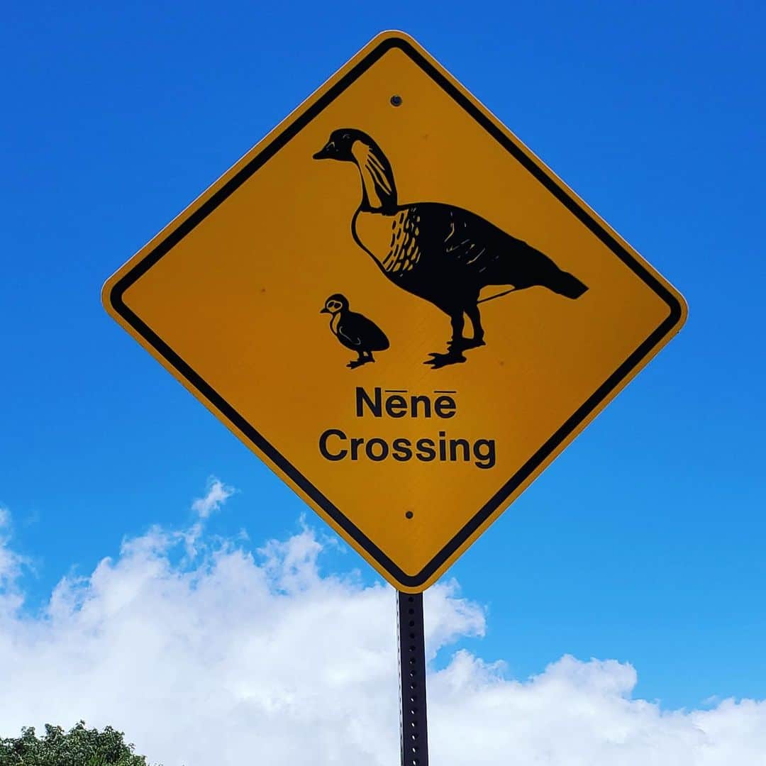 アメリカ大使館さんのインスタグラム写真 - (アメリカ大使館Instagram)「マウイ島で見つけた、可愛い標識😍 ここはGoose(ガチョウ)の横断に注意してねというもの。 道路を横断する🦆の親子に遭遇してみたいですね😊 . #usa #america #hawaii #goose #studyabroad #streetsign #warning #bluesky #crossing #livinginamerica #mauihawaii #アメリカ #ハワイ #マウイ島 #ガチョウ #横断 #道路標識 #青空 #留学 #アメリカ生活」9月16日 10時02分 - usembassytokyo