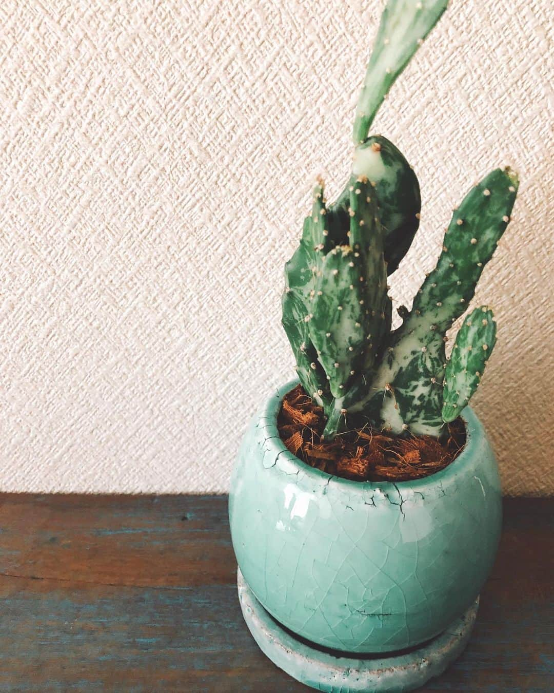 EMILY/BLUEさんのインスタグラム写真 - (EMILY/BLUEInstagram)「サボテンを植え替え🌵 サボテンは全て100円均一でゲット♡ 真ん中の子が、マーブルが珍しくて可愛いな♡ かわった土や石をとっておいて良かった〜 #サボテン #インテリア #観葉植物 #植え替え」9月16日 10時09分 - emilybluejewelry0220