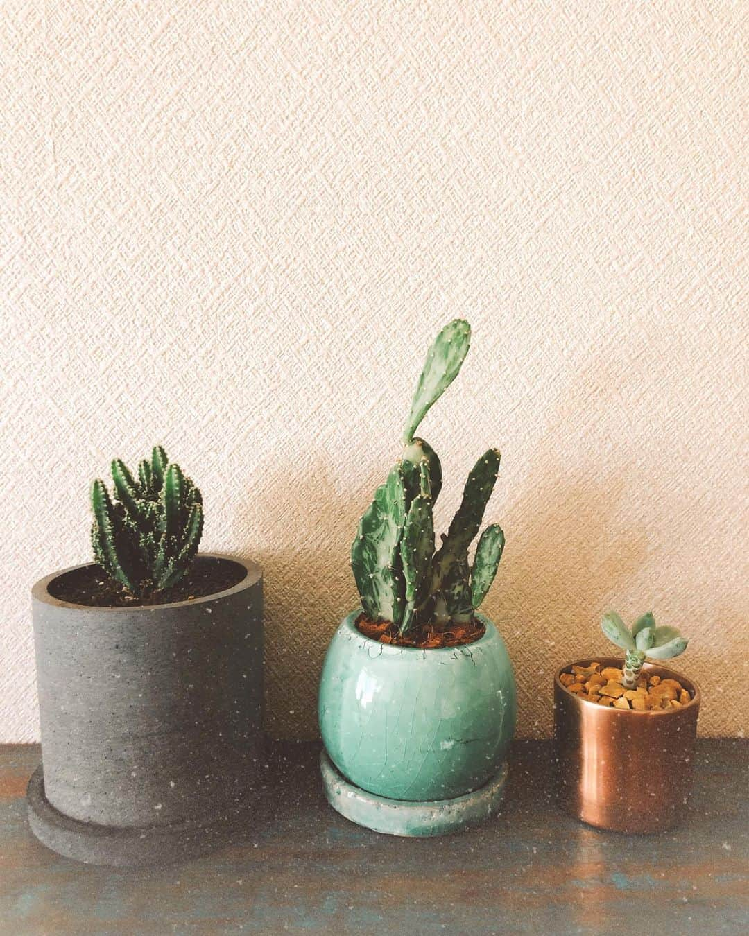 EMILY/BLUEさんのインスタグラム写真 - (EMILY/BLUEInstagram)「サボテンを植え替え🌵 サボテンは全て100円均一でゲット♡ 真ん中の子が、マーブルが珍しくて可愛いな♡ かわった土や石をとっておいて良かった〜 #サボテン #インテリア #観葉植物 #植え替え」9月16日 10時09分 - emilybluejewelry0220