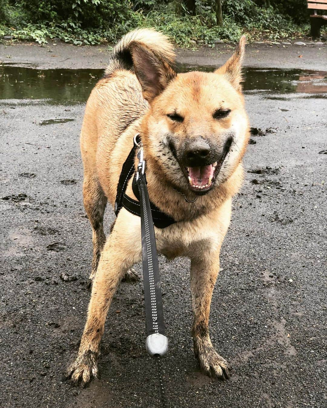 佐々木海さんのインスタグラム写真 - (佐々木海Instagram)「飼い主としては積んだ瞬間😂 でも楽しそうで何より😊 #犬 #イヌ #イヌスタグラム #いぬすたぐらむ #犬バカ部 #いぬばか部 #ふわもこ部 #いぬら部 #犬のいる暮らし #保護犬 #元野犬 #雑種 #雑種犬 #ビビり犬 #里親 #保護犬を家族に #保護犬を飼おう #殺処分ゼロ #dog #dogs #dogstagram #doglove #doglover #doglovers #doglife #dogslife #rescuedog #rescueddog」9月16日 10時04分 - umi_carnelian