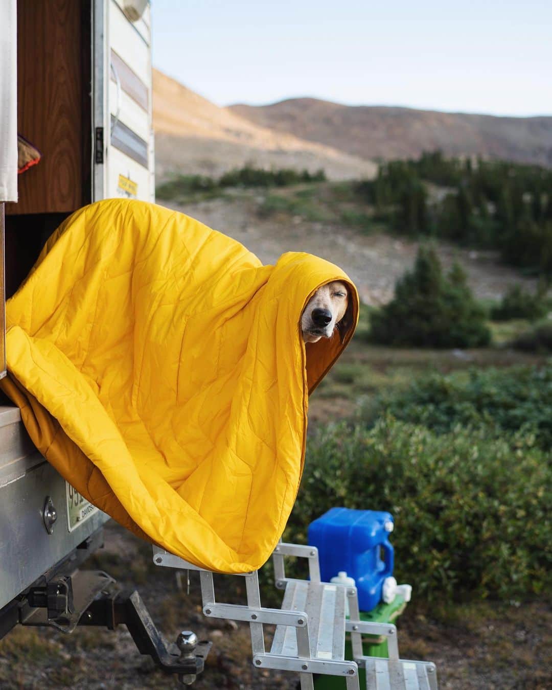 マディのインスタグラム：「Does anyone else dog sleep in?! To be fair we did hike 8 miles yesterday ✨」