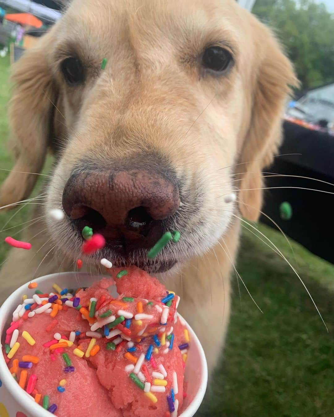 モヒートさんのインスタグラム写真 - (モヒートInstagram)「Happy girl eating sorbet 💜🍦 ------------------------------- #goldensofig #goldenretriever  #goldenretrieversofinstagram #betterwithpets #dogsofig  #dogsofinstagram #fluffypack #gloriousgoldens #welovegoldens #ilovemydog #goldenlife #bestwoof #ProPlanDog #ilovegolden_retrievers #mydogiscutest #retrieversgram #dogsofcle  #woofstock」9月16日 7時35分 - mojito_rose_family