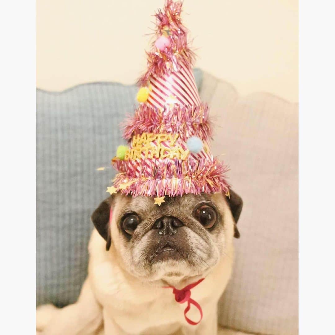 八兵衛のインスタグラム：「Hachibei turned 13 years old🎂 * * 誕生日おじちゃん🎊 * * ①大どろぼうホッツェンプロッツの 大魔法使いなみに帽子が長い😂 ②キャフェーで誕生日ケーキ召し上がれ🎂 ③こんなに細かなデコレーションで素敵なケーキに仕上げて下さいました🙏💖ありがとうございます❣️ ④「ハッピーバースデー🎵おで〜🎵」 * * 八兵衛、本日13歳になりました。 のんびり、たまにウハウハ、 そして穏やかに、一緒に過ごしていこう🤝 * * * #ほぼ黒パグ #おじいちゃん犬 #pug #puggy #puglife #puglove #petstagram #pugstagram #pugsofinstagram #pugs #dog #ふわもこ部  @igersjp #IGersJP #east_dog_japan #pecoイヌ部 #八兵衛 #はちべえ #朝ワンコ夕ニャンコ」