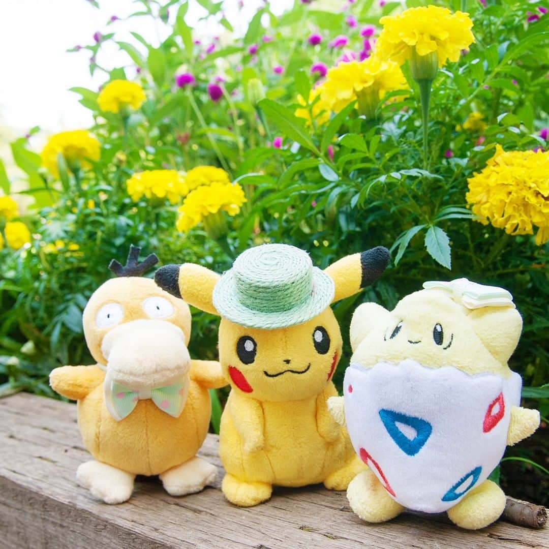 のインスタグラム：「【今日のピカチュウ】 コダックとトゲピーといっしょにお出かけ🎶 キレイなお花を見つけたみたい🌼✨ #pikachu #psyduck #togepi #pokemon #pikachu_snap #photooftheday #hat #flower #flowers #yellow #sunny #autumn #fall #ピカチュウ #コダック #トゲピー #ポケモン #お出掛け #散歩 #花 #秋」