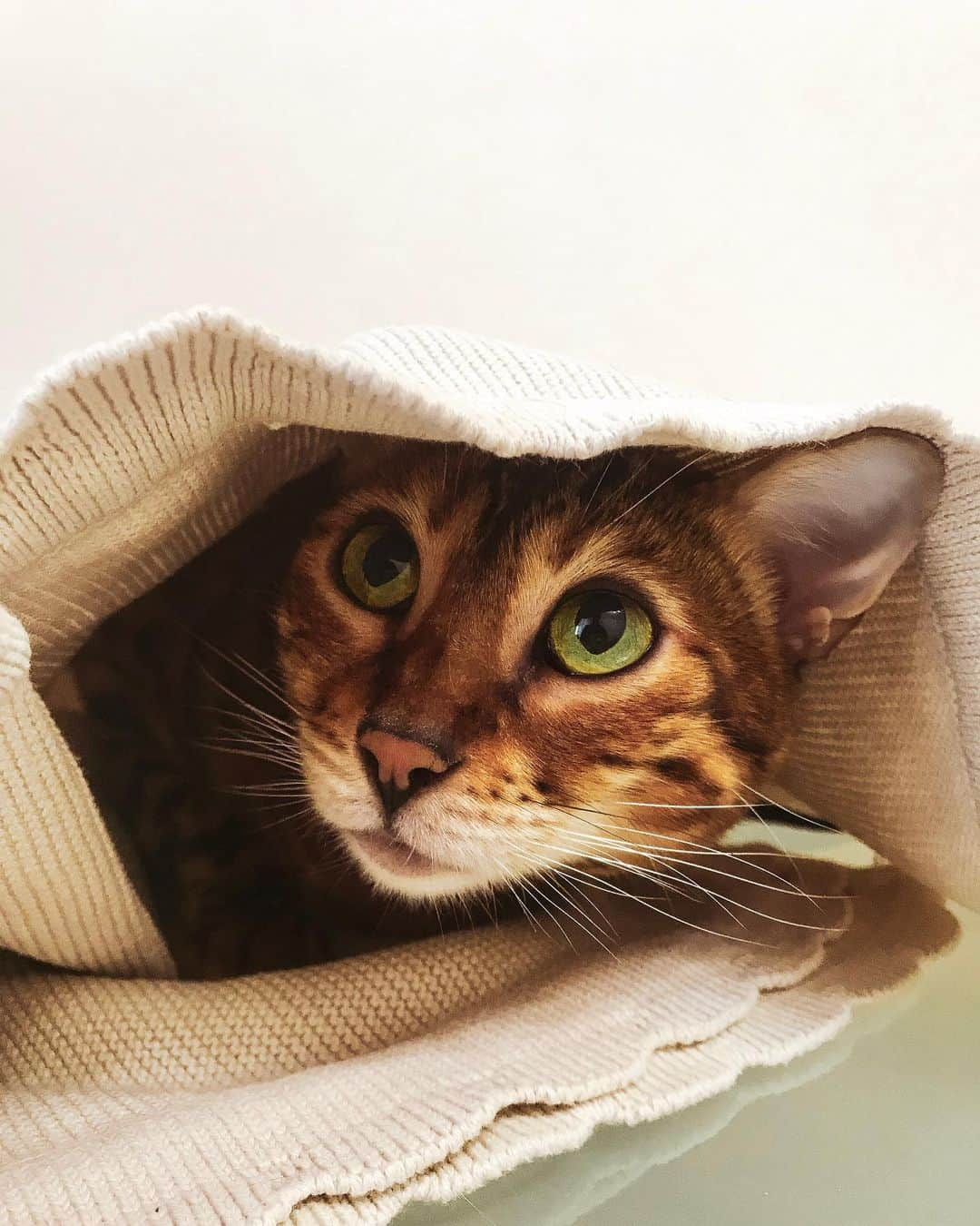 Celeb Bengal Cat · Simbaのインスタグラム：「Hello world 🌍  #monday #cat #bengal #simba」