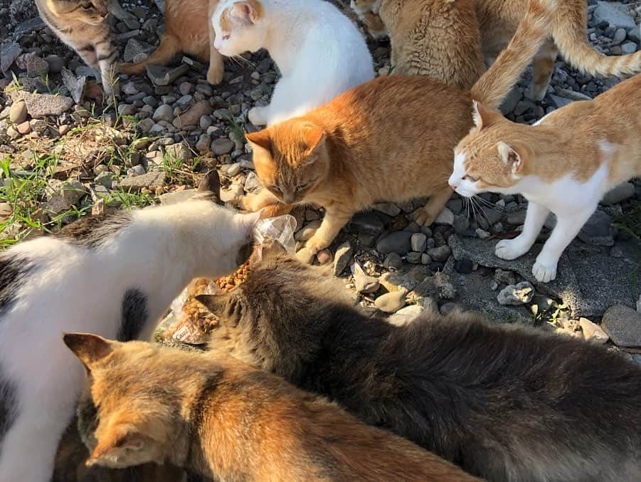 遊海 Yuumiさんのインスタグラム写真 - (遊海 YuumiInstagram)「Look ! so lovely and cute 🐈  all of them have different attitude !  I brought 6kg of cat food to the island.  Some wait for their turn, some step on me and get food 🥰  This Island is 1.6km long and there are 200 over cats and 6 people with an average age of 75 years old are living in this island.  If you are going there please bring for them some food and if you want to support them please google (aoshima neko wo shien suru kai)  今回初めて新幹線に乗って愛媛県に行ってきました。 愛媛県の伊予長浜から船で青島(猫島) に行ってきました。 みんな可愛くて愛らしかったです。 この島には200匹以上の猫と6人の平均年齢75歳の人が住んでいます。  今回私はキャットフードを6kg手持ちで持って行きました。 猫ちゃんたちいっぱい食べてくれました。  この愛らしい猫ちゃん達に会いに行く場合はキャットフードを忘れずに！ この子達をサポートをしてあげたい場合は (青島猫を支援する会)とググってください♡  この島に行くのに、船は一日2回しかないです。 乗れる人数も決まっているので、早い者勝ちです。 mereka semua mempunyai sikap yang berbeza!  Saya membawa 6kg makanan kucing ke pulau itu.  Sesetengah menunggu giliran mereka, beberapa langkah saya dan mendapatkan makanan 🥰  Pulau ini adalah 1.6km panjang dan terdapat 200 kucing dan 6 orang dengan purata umur 75 tahun tinggal di pulau ini.  Jika anda pergi ke sana, bawakan makanan mereka dan jika anda ingin menyokong mereka sila google (aoshima neko shien suru kai )  #青島 #青島猫 #青島猫島 #aoshima #aoshimacatisland #catisland #aoshimacat #love #cats #animal #peace #life #preciouslife #Youmeforanimals #ehime #ehimeprefecture #愛媛県  愛媛 #伊予長浜 #日本 #japan #lovetoanimals #cats #lovecats #catlove #animallove #supportanimals #動物愛護」9月16日 18時41分 - yuumi_kato