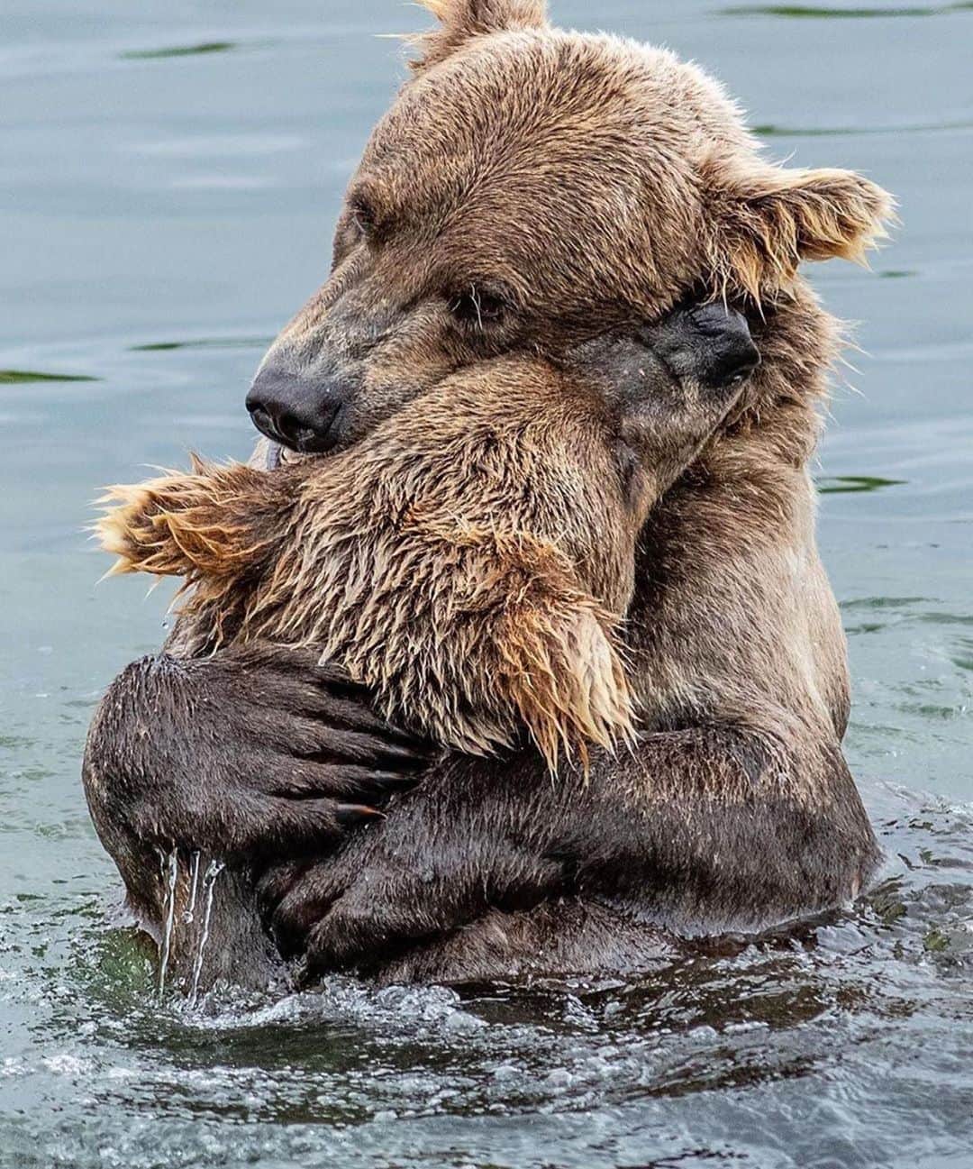 Canon Photographyさんのインスタグラム写真 - (Canon PhotographyInstagram)「Big bear hugs. Awesome capture by @glenalsworthjr_  #bears #canon_photos」9月16日 18時45分 - cpcollectives