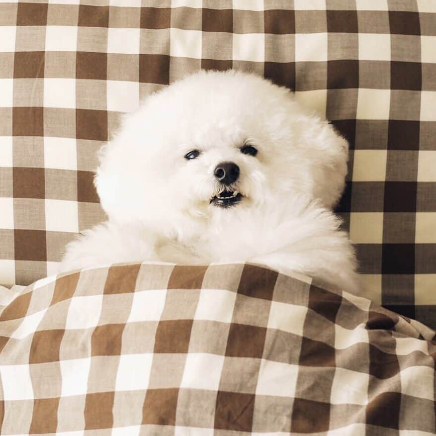 ゆうのインスタグラム：「. . 今日、私に顔のカットをされ そして失敗されたアーニーさん🐶 . . . #コレは過去pic #すぐに伸びるさ #寝る前は歯磨いてね . . .」