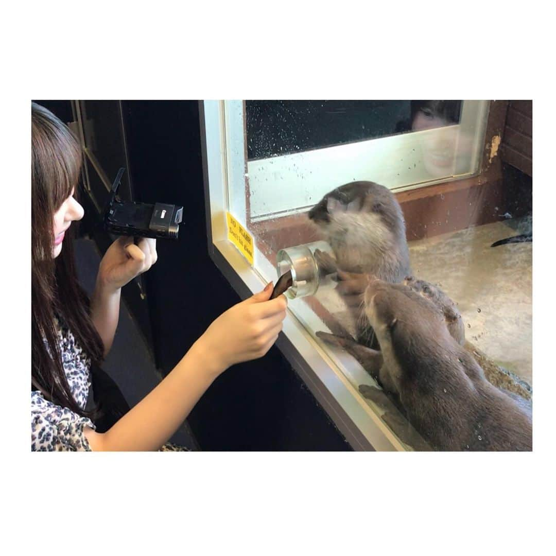 河西美希さんのインスタグラム写真 - (河西美希Instagram)「かわうその手、柔らかい👐  #かわうそ #きゃわうそ #がわうそ #ガバブボ #箱根園水族館 #箱根 #箱根旅行 #旅行 #箱根水族館 #アニマル #Animal #かわええ #癒し」9月16日 18時54分 - mikipon1111