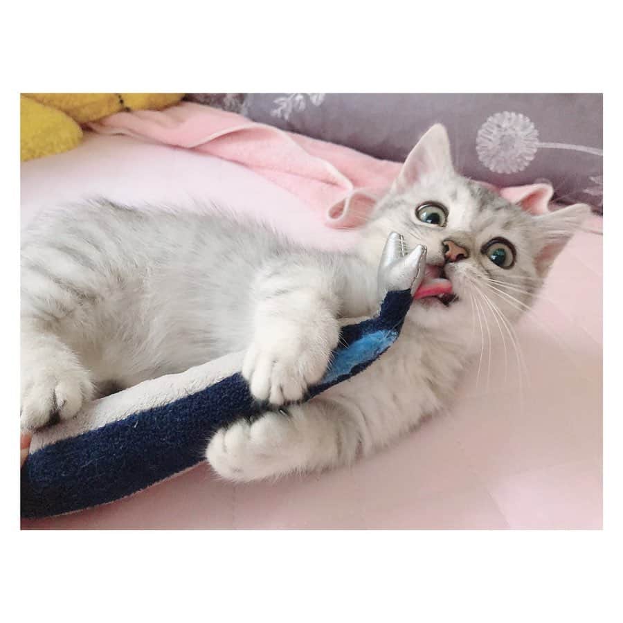 山谷花純さんのインスタグラム写真 - (山谷花純Instagram)「べびまる。 映画のワンシーンみたい。  #ミヌエット #猫がいる生活 #まるとの生活 #にゃんすたぐらむ」9月16日 10時35分 - kasuminwoooow