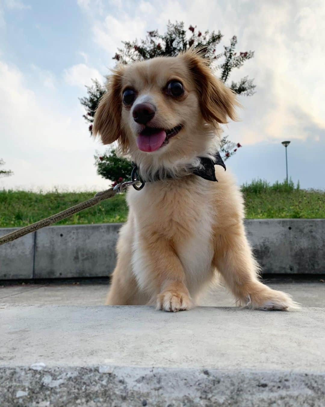 海下真夕さんのインスタグラム写真 - (海下真夕Instagram)「. なんでそんなに可愛いの🐶😍💓⁈（←親バカ） 一応…マネはしてみたのだけれどね。 全然ちがーう💦（2枚目）  #愛犬 #ハク #haku #8Q #チワックス #いぬのいるくらし #dogsofinstagram」9月16日 10時57分 - kaigeworld