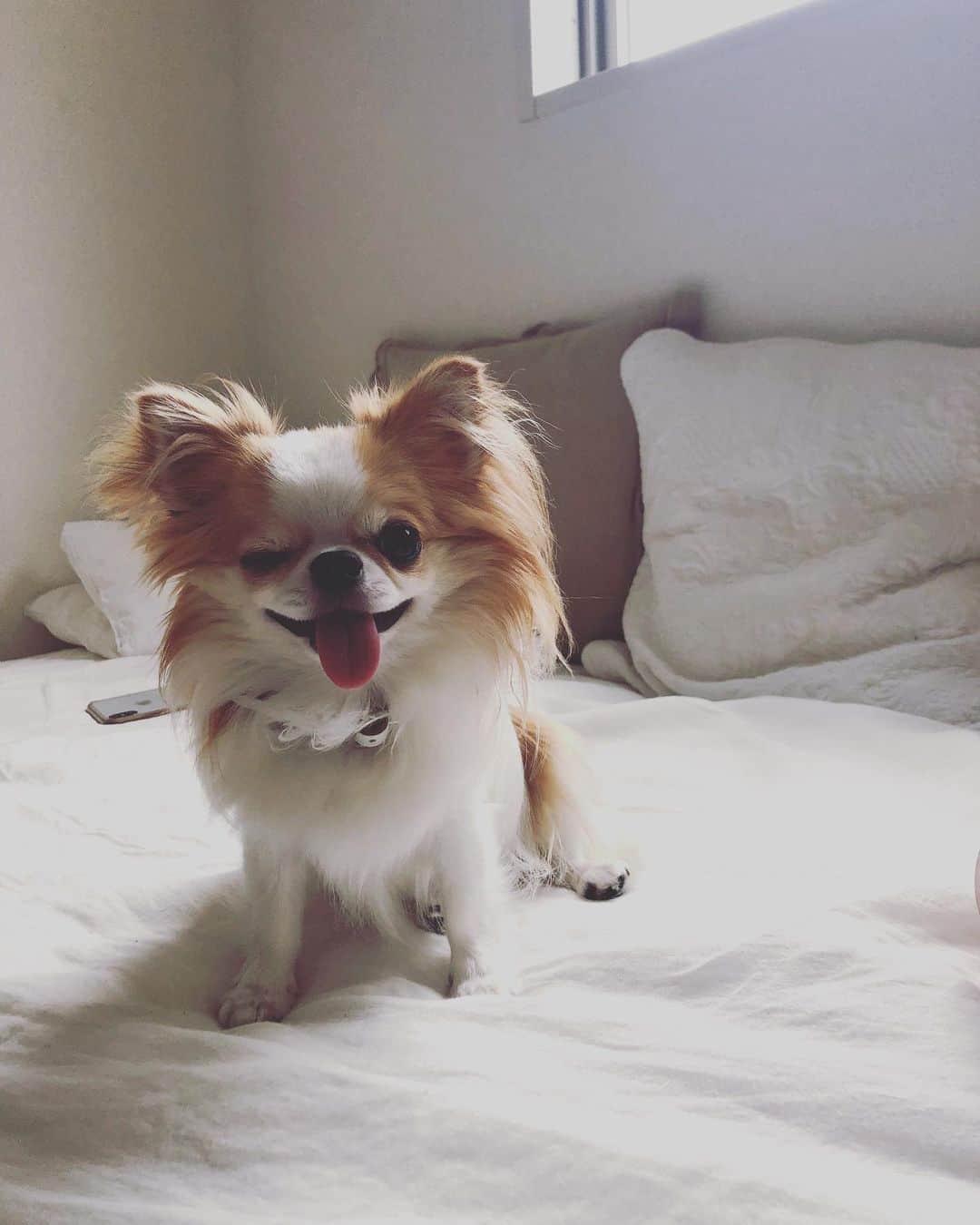 押田瑞穂のインスタグラム：「あやみちゃんちのラテちゃん🐶 実家から遊びに来てるんだって。ウィンク頂きました🧡可愛いすぎぃ #チワワ#ちわわ#ロングコートチワワ#ロンチー #ウィンク犬#dog#dogstagram#chihuahua#チワワ好き」