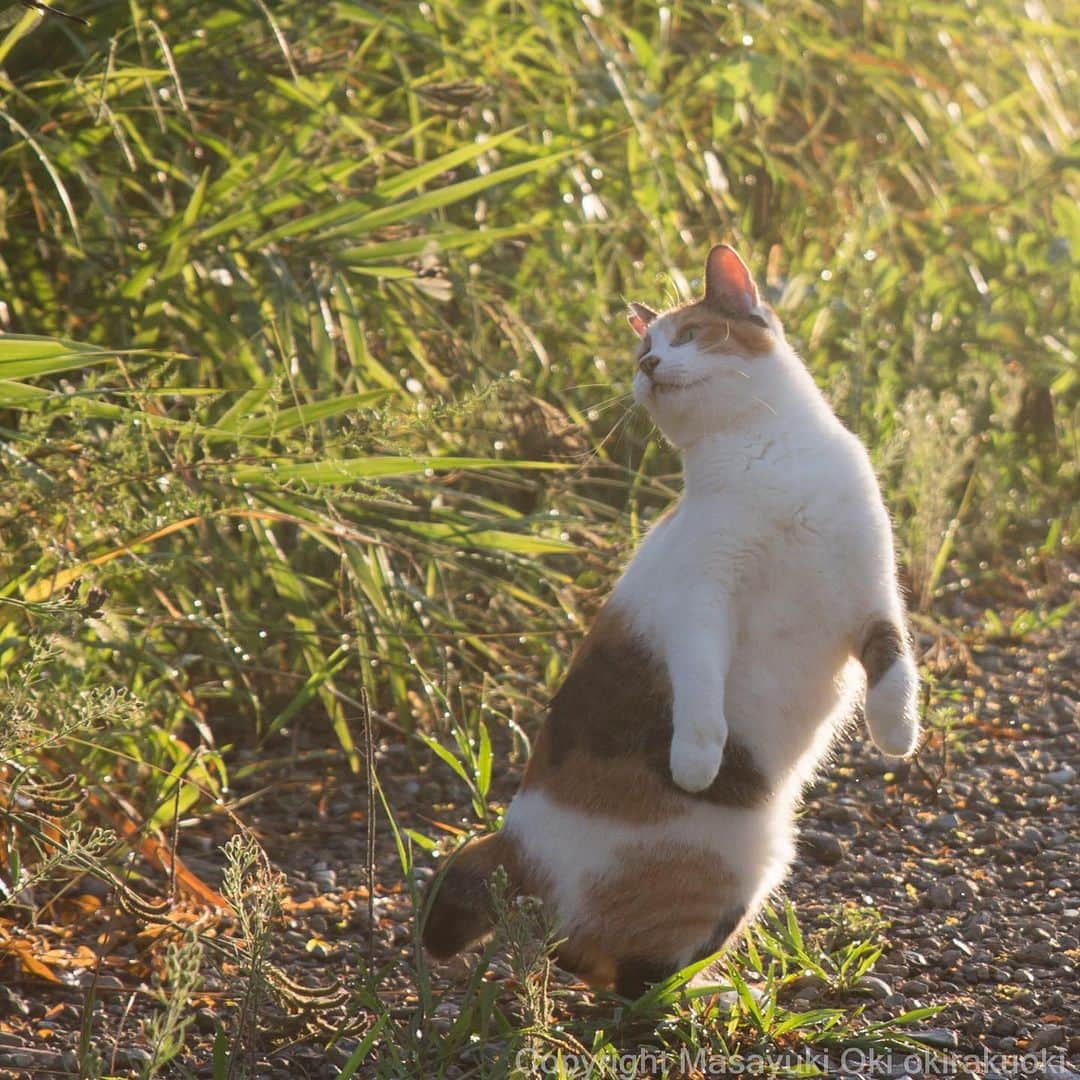 Masayukiさんのインスタグラム写真 - (MasayukiInstagram)「見返る。  #cat #ねこ」9月16日 19時27分 - okirakuoki