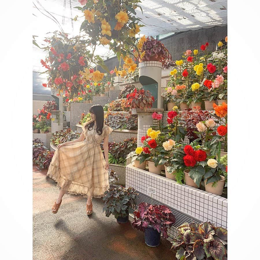 石田千穂さんのインスタグラム写真 - (石田千穂Instagram)「． 家族で植物公園に行ってきました☺️ ． #💐 #広島旅行 #広島市植物公園 #植物公園 #ベゴニア #flower #ワンピース #tittyandco #STU48 #idol #石田千穂」9月16日 19時28分 - chiho_ishida