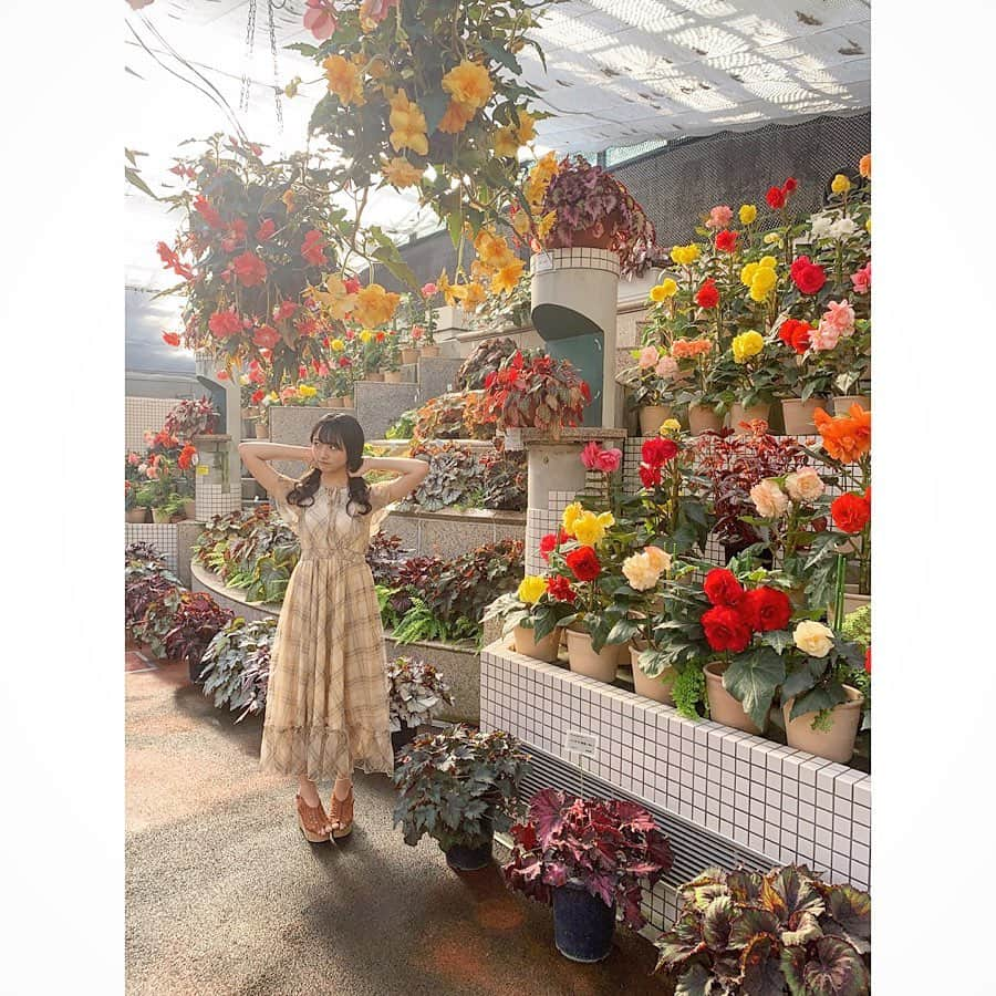 石田千穂さんのインスタグラム写真 - (石田千穂Instagram)「． 家族で植物公園に行ってきました☺️ ． #💐 #広島旅行 #広島市植物公園 #植物公園 #ベゴニア #flower #ワンピース #tittyandco #STU48 #idol #石田千穂」9月16日 19時28分 - chiho_ishida