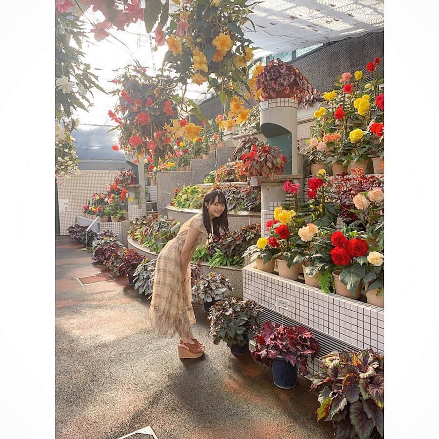 石田千穂さんのインスタグラム写真 - (石田千穂Instagram)「． 家族で植物公園に行ってきました☺️ ． #💐 #広島旅行 #広島市植物公園 #植物公園 #ベゴニア #flower #ワンピース #tittyandco #STU48 #idol #石田千穂」9月16日 19時28分 - chiho_ishida