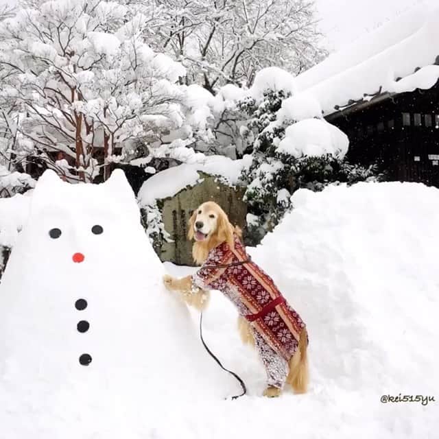 のインスタグラム：「暑いので涼しそうな動画を。 ． 昨日のポストにもたくさんのコメントありがとうございます。 その後、おしっこの回数はますますひどくなり、もしかしたらと思っていたら、夜には出血混じりのおしっこ😯 膀胱炎だと思います。 家の中でも前庭疾患以降、おしっこをしていたのでさっぱり気がつきませんでした😅 いつもの先生に今朝連絡をしたら(今日は祝日なので本来休み)用事で出かけるが夕方なら診てあげると。 お医者さんに夕方行ってきます。 早く治るといいね。  #dogsofinstagram #ゴールデンレトリバー #ilovegolden_retrievers #retrieversgram #insta_animal #dog_ofinstagram #gloriousgoldens #retriever #goldenretriever #犬バカ部 #igdog #gryuuko #repost_ezyjp #retrieveroftheday #weeklyfluff #thedailygolden  #excellent_dogs #pecoいぬ部 #てんかん持ちワンコ #前庭疾患回復期 #高齢犬14歳 #高齢犬 #seniordogs #seniordogsofinstagram」