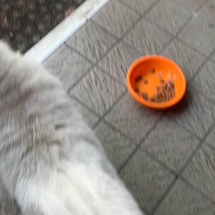 Kachimo Yoshimatsuのグルメインスタ