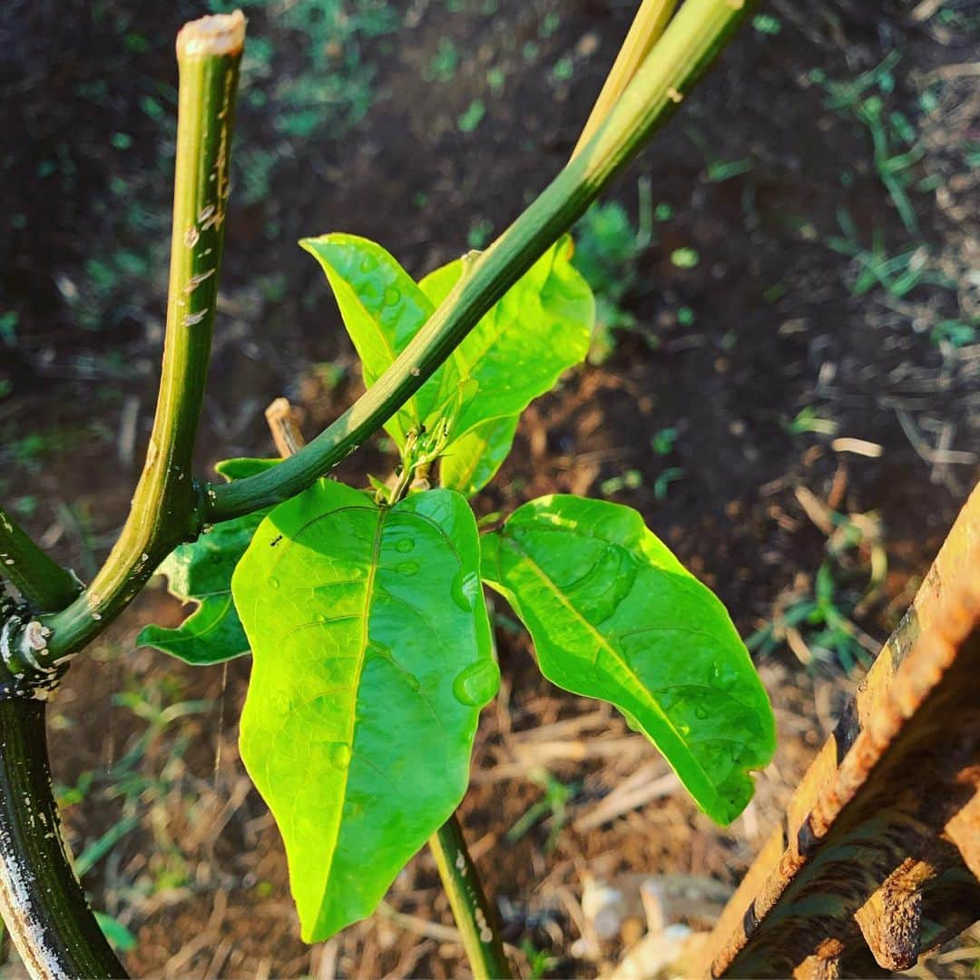 齊藤美絵さんのインスタグラム写真 - (齊藤美絵Instagram)「命再び🌱✨ 残された茎から葉がまた伸びて。 その生命の強さに感動✨  マウイの方達に会う度に 励ましの言葉を頂き 本当に優しい皆さん💕とありがたく感じているのですが、 鹿に食べられるということ以上に この2ヶ月色んなことがあったので、 これぐらいでは凹んでいないと 心が強くなったことを感じる経験でもありました。  しかも先月、美味しい鹿刺を いただく機会があったので、 これでイーブンだと。w  そして、今日草取りする中で どんどん成長していく力強い野菜達をみて、 この上なくエネルギーを頂きました✨✨✨ ありがたい🌱✨ #maui #マウイ #liveontheearth #地球に寄り添った暮らし方 #childcare #育児  #3yearsold #mauinokaoi  #Hawaii #aloha #liveontheearthfarm #healtheearth #healtheworld #healmyself #farming #フードマエストロ #foodmaestro  #ナチュラルビューティスタイリスト #ツタエルヒト。」9月16日 15時32分 - saitomie