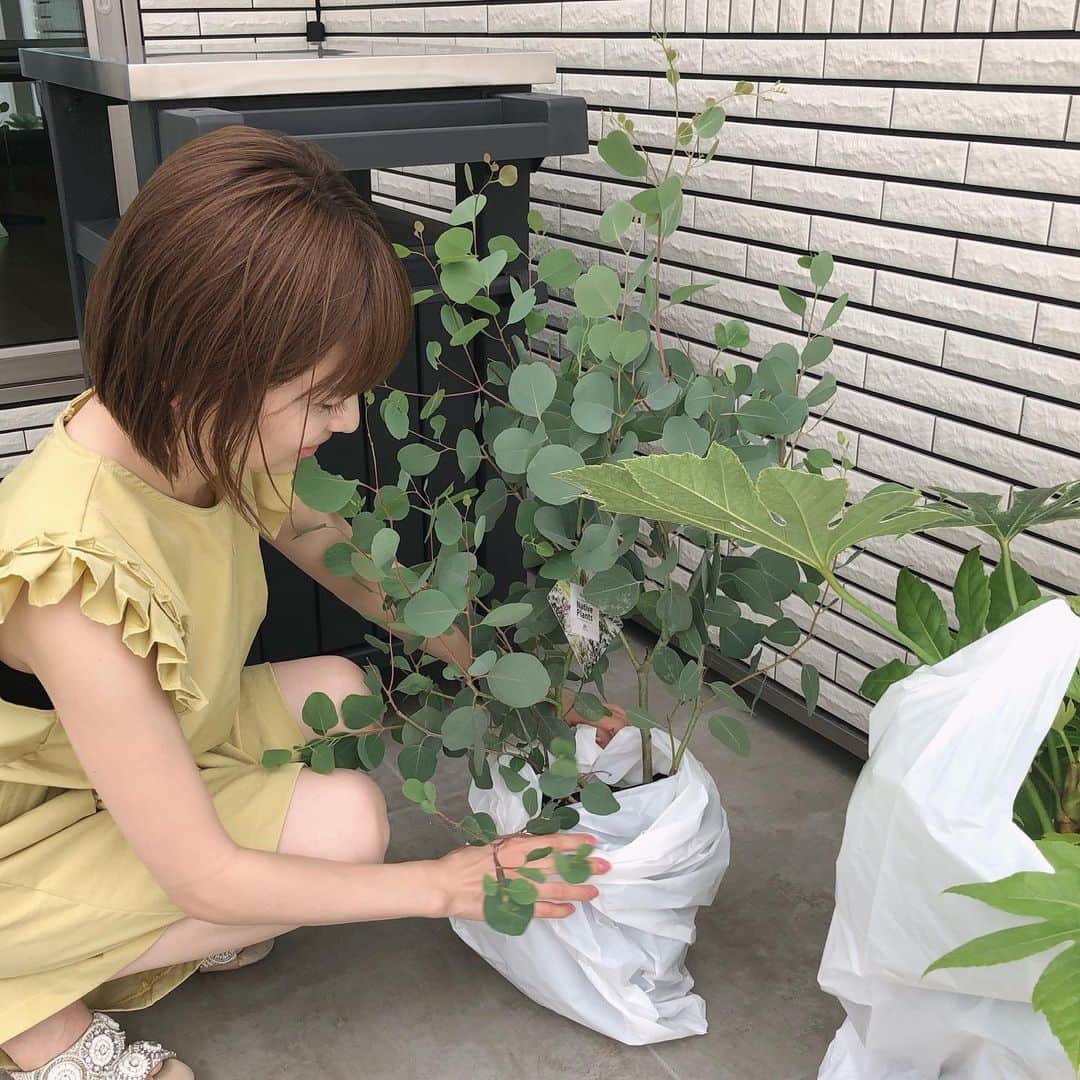 田中涼子のインスタグラム：「友達ファミリーからのお祝い😍﻿ ﻿ ステキな植物やさんで﻿ 友達の買い物に付き合っていたら﻿ 涼子も好きなの選んでって言われ﻿ 「お祝いなんていいよー！﻿ 枯らしたら大変！」と﻿ 友達の分を選んでたはずなのに﻿ いつの間にかめっちゃ吟味して﻿ ユーカリちゃんとヤツデさん選んでました♪﻿ ﻿ ちゃっかりしてんな😂﻿ ﻿ ありがとうございます💕💕﻿ ﻿ 大事に大事に育てます。﻿ #ガーデニング」